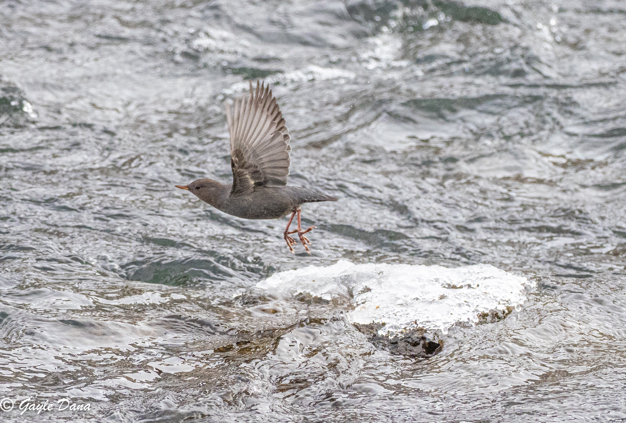 Dipper in Flight